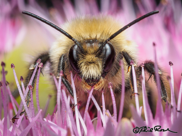 Face-to-Face with a Bumble Bee