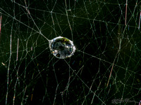 Wet Wild Web