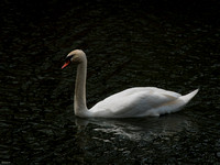 Swans of Durand-Eastman Park (Rochester, NY)