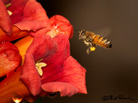 Bees, bees, bzzzzz